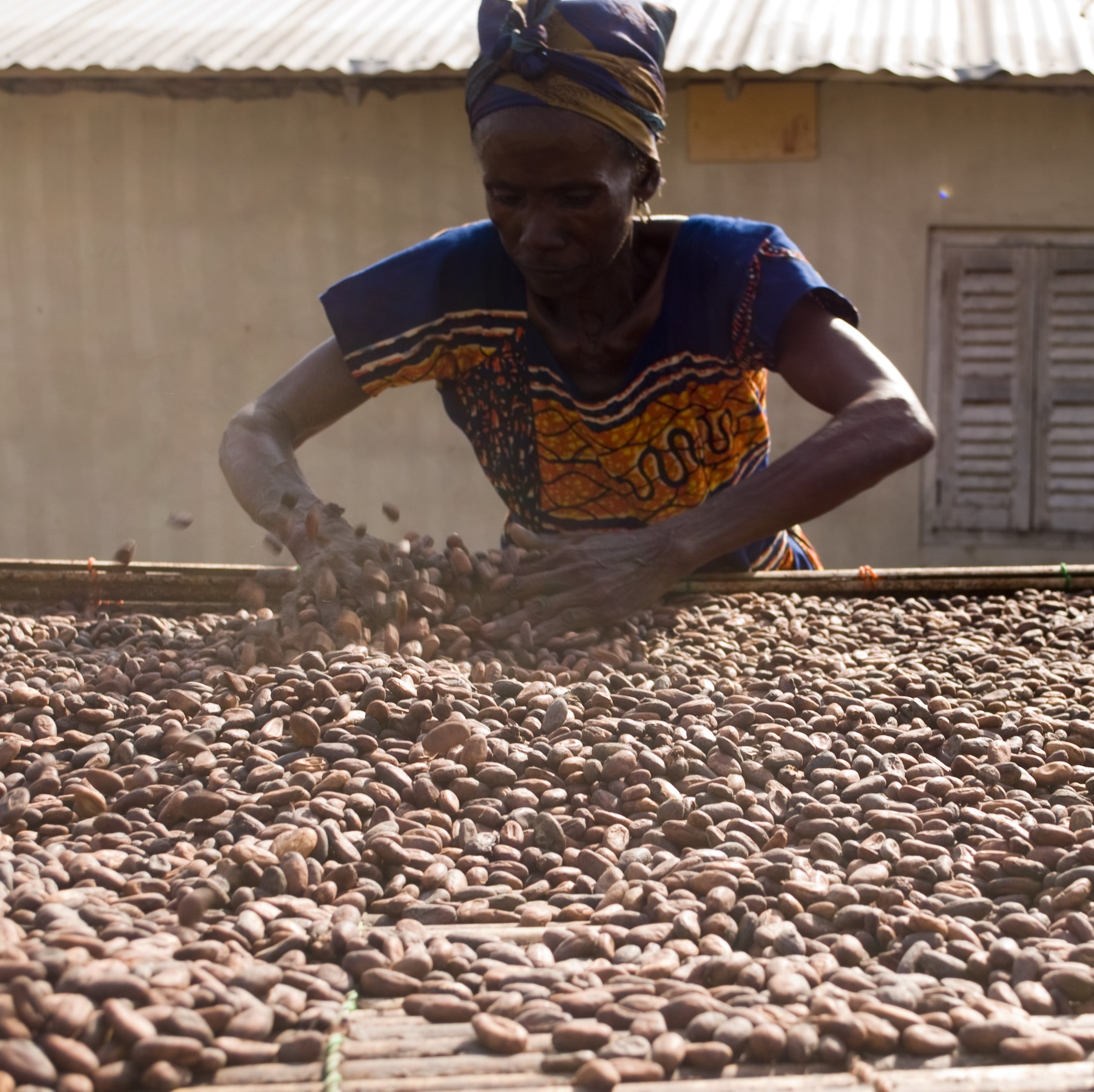 Sechage de feve de cacao