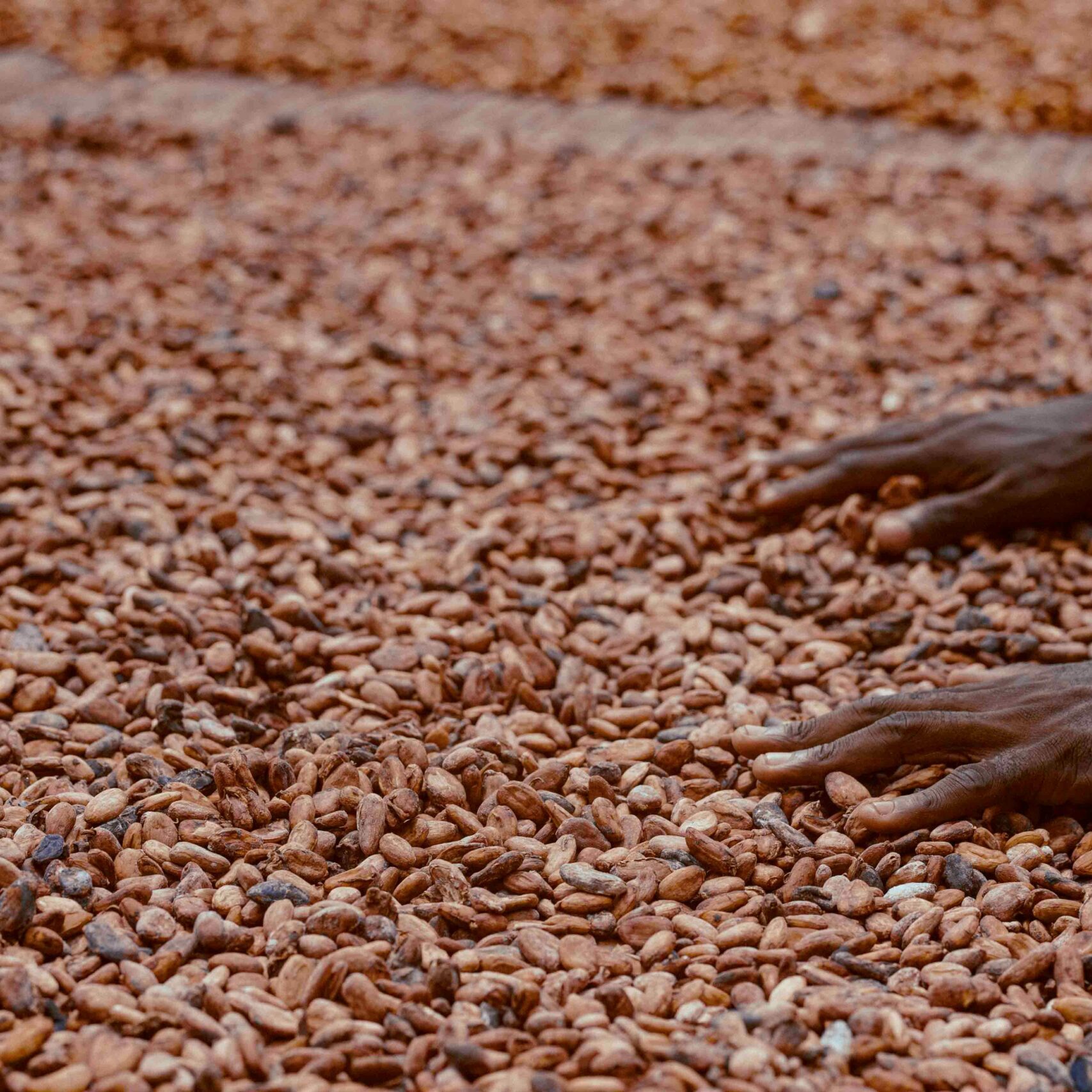 Fermentation de feve de cacao