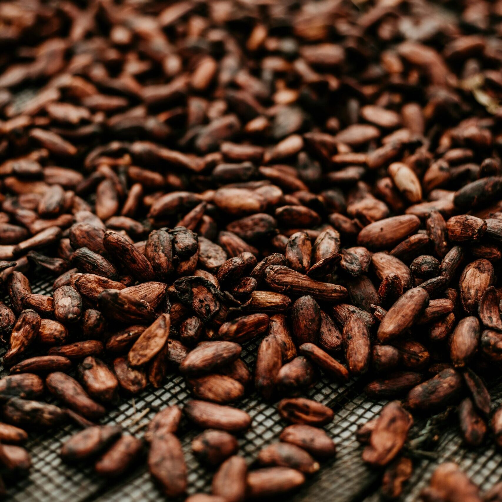 torrefaction de feve de cacao