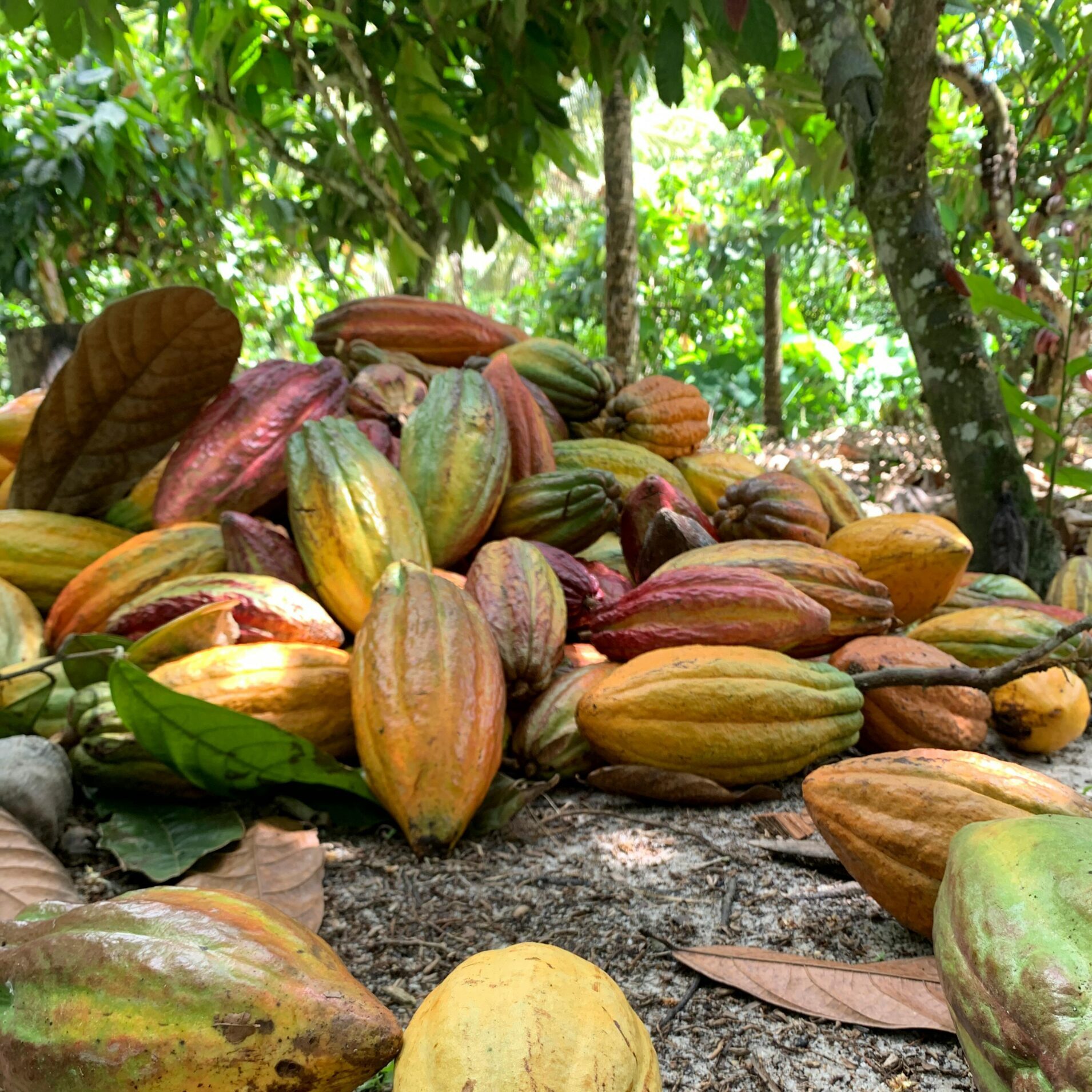 Image illustrant Cabosses de cacao poser au sol
