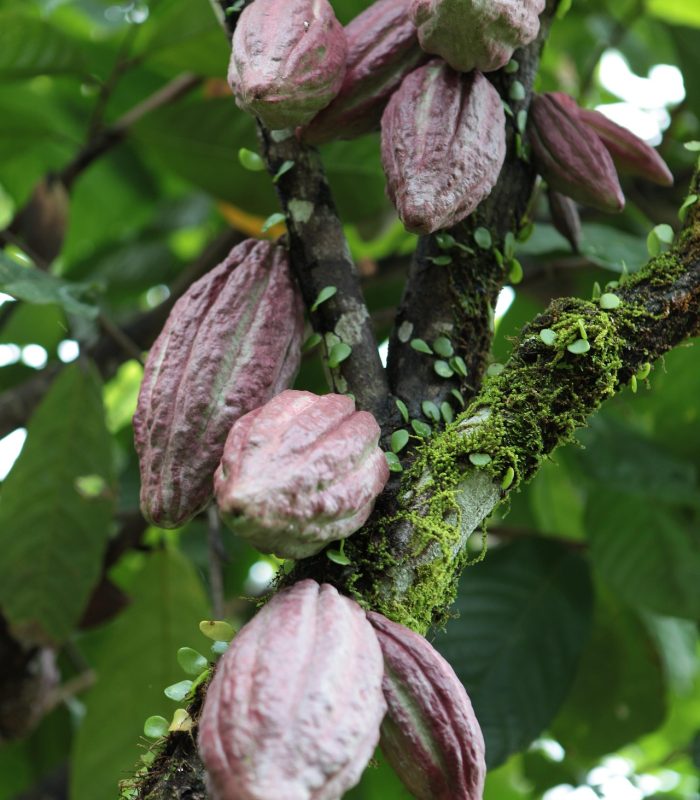 Cacaoyer avec des cabosses accroché a un arbre source : Pixabay